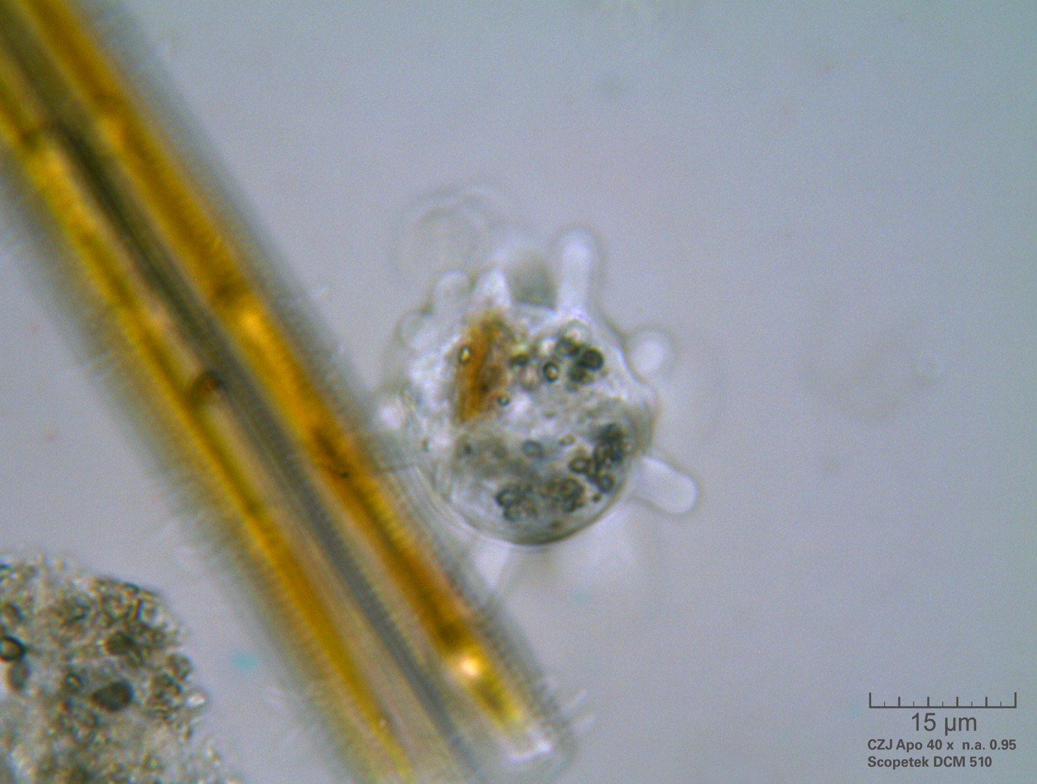 Amoeba  CdF